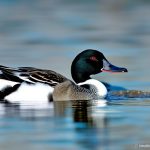 Discover the Charm of White and Black Duck Breeds: A Guide to Differentiating and Caring for These Unique Waterfowl