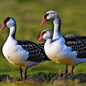 Discover the fascinating world of domestic geese: Explore beautiful breeds with stunning pictures