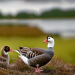 Discover the Charm of Friendly Geese Breeds: A Guide to Choosing the Perfect Flock
