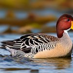 Discovering the Fascinating World of Rare Duck Breeds