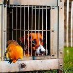 Discovering the Surprising Benefits of Keeping Chickens in a Dog Crate: Is It Possible