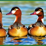 Exploring the Beauty of Different Duck Breeds: A Stunning Collection of Duck Photos