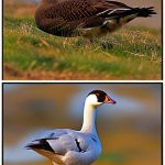 Exploring the Fascinating World of All Geese Breeds: A Complete Guide