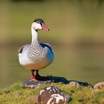 Exploring the Fascinating World of Domesticated Goose Breeds: A Comprehensive Guide