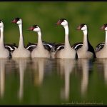Exploring the Diversity of Geese Breeds: A Visual Showcase of Stunning Photos