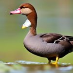 Exploring the Fascinating World of Brown Domestic Duck Breeds