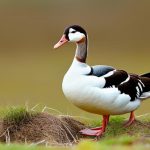 Exploring the Fascinating World of Domestic Goose Breeds