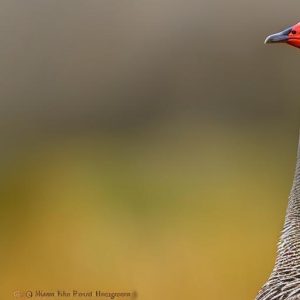 Exploring the Fascinating World of Geese: A Look at All Breeds