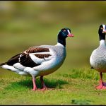 Exploring the Fascinating World of Domestic Geese Breeds