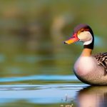 Exploring the Fascinating World of Common Domestic Duck Breeds