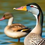 Exploring the Fascinating Texas Duck Breeds: A Guide to the Variety of Ducks Found in the Lone Star State