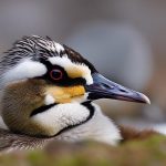 The Fascinating World of Geese Breeding Season: an Inside Look