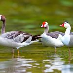The Fascinating Diversity of Geese in the Philippines: Exploring Different Breeds