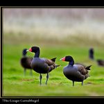 The Fascinating World of Black Geese Breeds: A Guide to Different Varieties