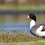 The Fascinating World of Common Domestic Geese Breeds: A Guide for Enthusiasts