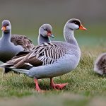 The Fascinating World of Gray Geese Breeds: A Comprehensive Guide