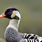 The Fascinating Breeds of North American Geese