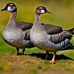 The Fascinating World of Geese: An Exploration of Different Breeds