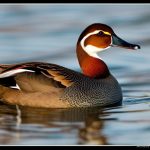 The Fascinating World of Brown Duck Breeds: Exploring the Diversity of These Unique Waterfowl