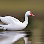 The Fascinating World of White Goose Breeds: Discover the Diversity of these Magnificent Birds