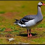 The Top 5 Geese Breeds for Outstanding Meat Production