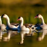 Unlocking the Secrets of Geese Breeding: A Fascinating Look into the World of Geese Reproduction