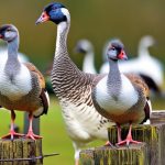 The Top Geese Breeds for Keeping as Pets: A Comprehensive Guide