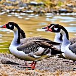 Getting Up Close and Personal: Canadian Geese During Breeding Season