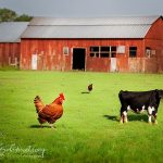 Maximizing Harmony on the Farm: Successfully Keeping Chickens and Cows Together