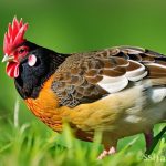 Maximizing Your Backyard: Can You Successfully Keep Chickens Without Grass