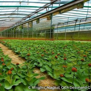 Maximizing Your Space: Keeping Chickens in a Greenhouse