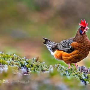 Can You Really Keep Chickens Outside in the Winter? Uncovering the Truth