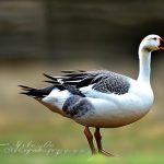 Top-quality Breeding Geese for Sale: Ensuring the Best for Your Flock