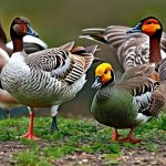 The Ultimate Guide to Creating the Best Breeding Coop for Geese