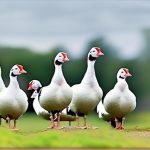The Ultimate Guide to the Top Domestic Geese Breeds: Discover the Best Options for Your Poultry Needs