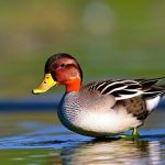 Uncovering the Fascinating World of Broody Duck Breeds: A Closer Look at their Unique Traits and Behaviors
