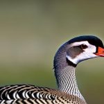 Unleashing the Potential: Exploring the World of Tame Geese Breeds
