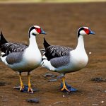 Unlock the Secrets to Successful African Geese Breeding