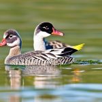 Unlocking the Secrets of Breeding Geese: The Fascinating World of Avian Reproduction
