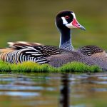 Unlocking the Potential of Breeding African Geese: A Guide to Success