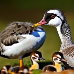 Unlocking the Mysteries of African Geese Breeding Season: Understanding Their Unique Reproductive Cycle