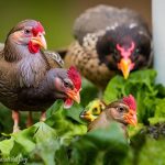 Urban Homesteading: Keeping Chickens in a Townhome