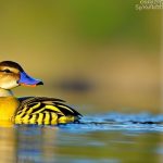 Discover the Fascinating World of Yellow Duck Breeds: A Closer Look at the Variety of Yellow Ducks