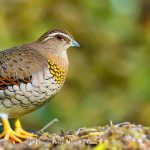 Button Quail: The Key to Successfully Caring for These Adorable Birds
