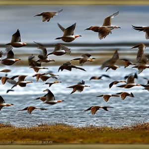 Chasing Arctic Geese: The Challenge of Keeping Up