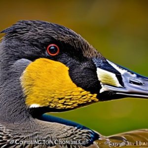 A Closer Look at the Fascinating World of Canada Geese Breeding Season