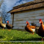 Creating a Happy Home for Geese and Chickens: Tips for Success in Poultry Farming