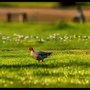 10 Creative Ways to Keep Geese Away from Your Lawn