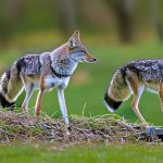 Defending Your Flock: Proven Methods for Keeping Coyotes Away from Your Geese