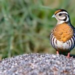 Discover the Joy of Keeping a Quail as a Pet: Tips and Guidelines